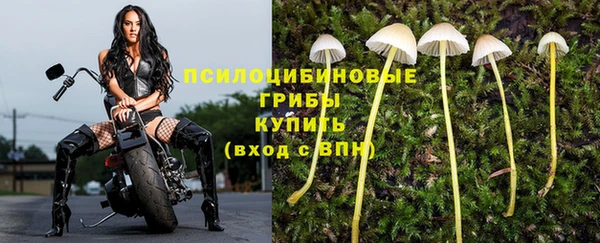 PSILOCYBIN Алзамай